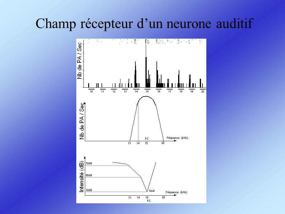 Champ récepteur d’un neurone auditif