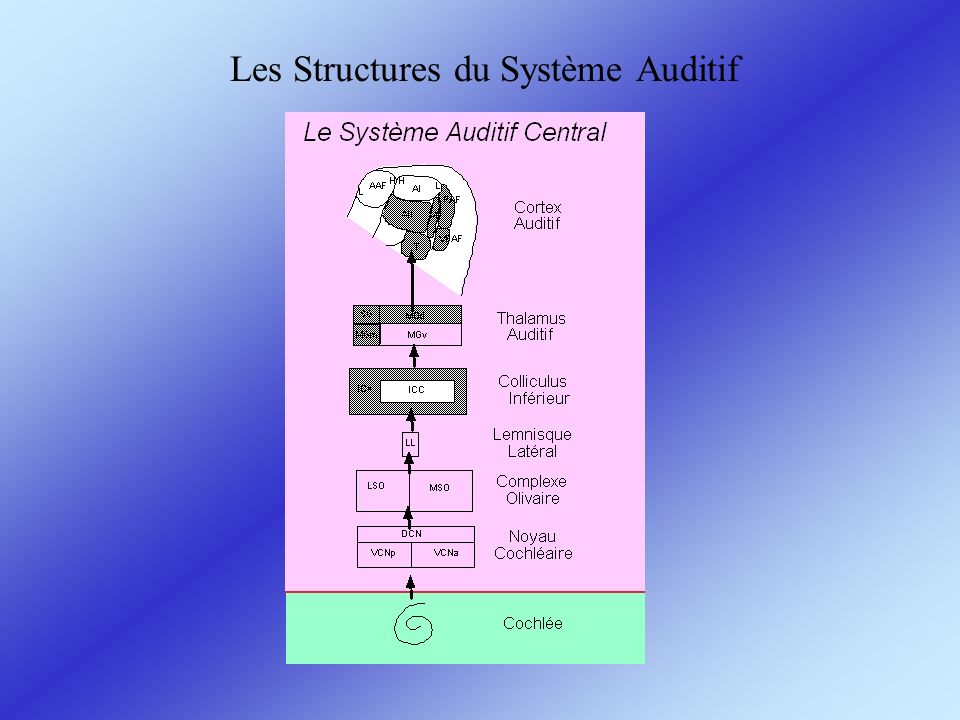 Les Structures du Système Auditif