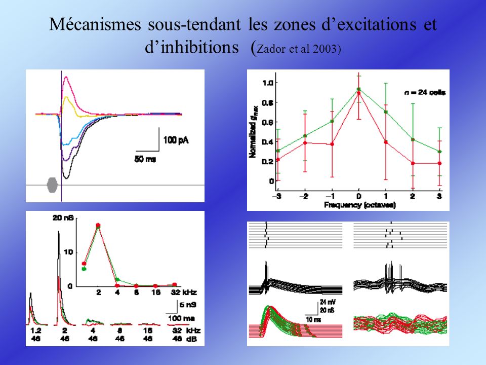 Mécanismes sous-tendant les zones d’excitations et d’inhibitions (Zador et al 2003)