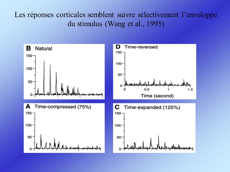 Les réponses corticales semblent suivre sélectivement l’enveloppe du stimulus (Wang et al., 1995)