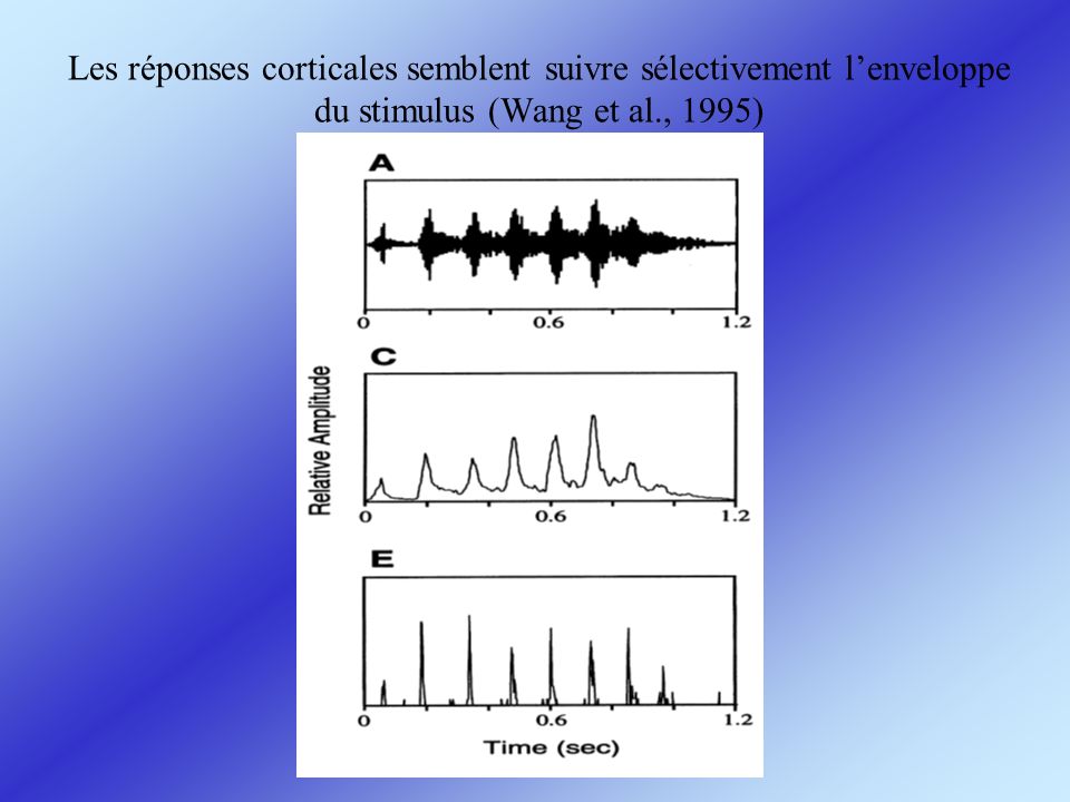 Les réponses corticales semblent suivre sélectivement l’enveloppe du stimulus (Wang et al., 1995)