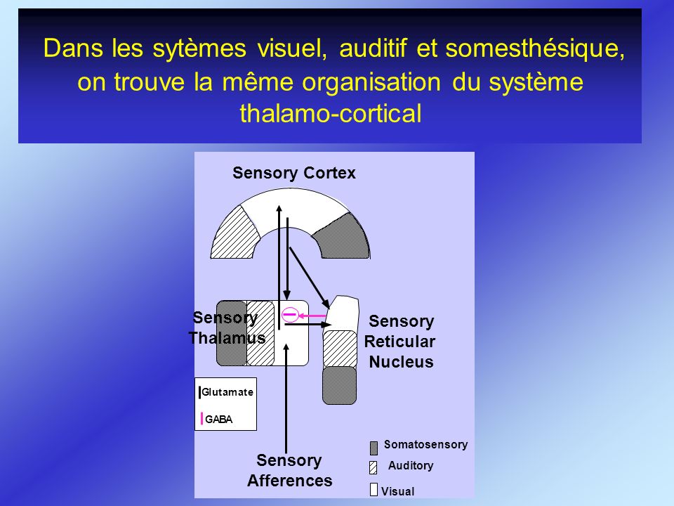 Dans les sytèmes visuel, auditif et somesthésique, on trouve la même organisation du système thalamo-cortical