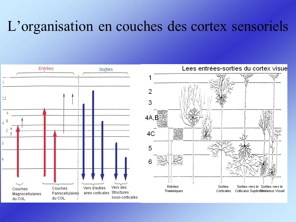 L’organisation en couches des cortex sensoriels