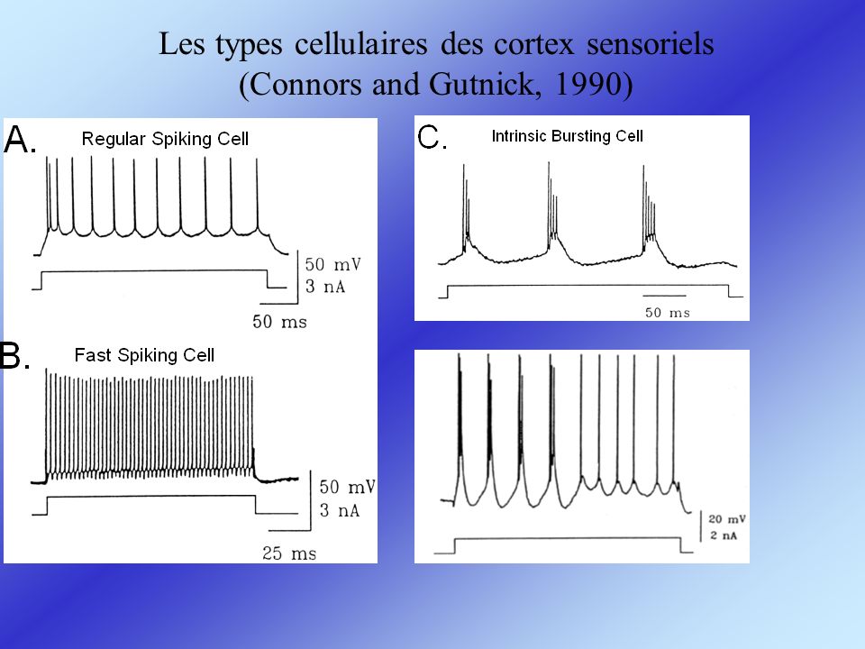 Les types cellulaires des cortex sensoriels (Connors and Gutnick, 1990)
