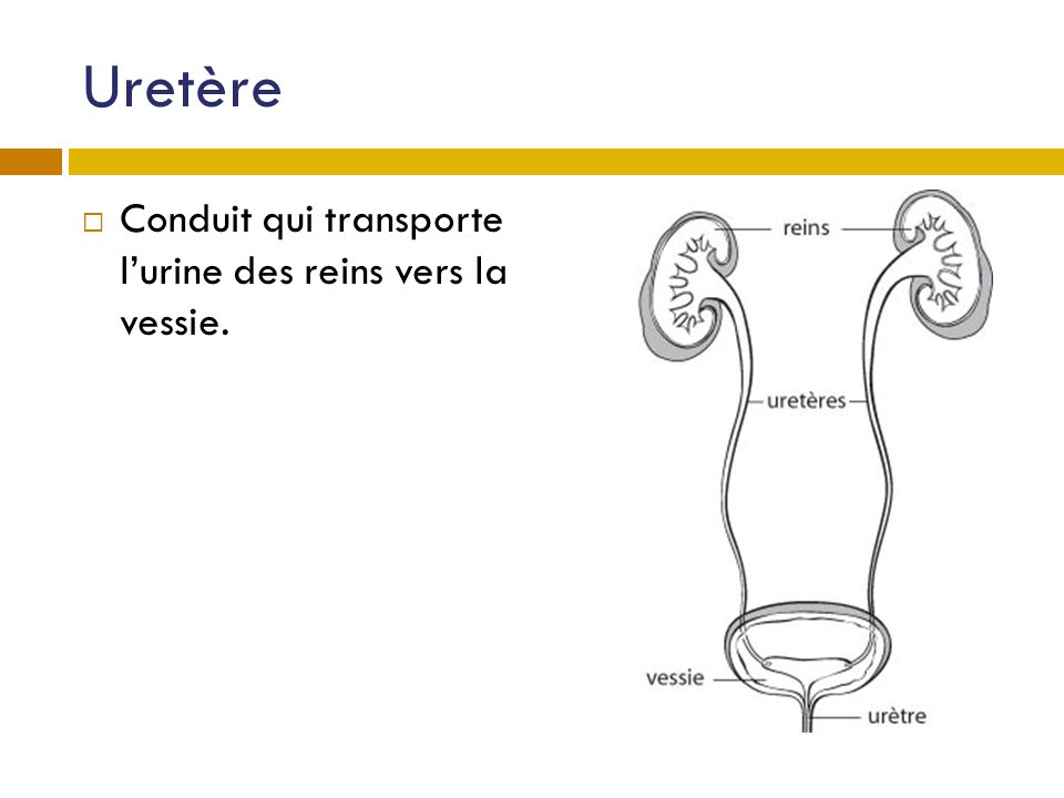 Uretère Conduit qui transporte l’urine des reins vers la vessie.