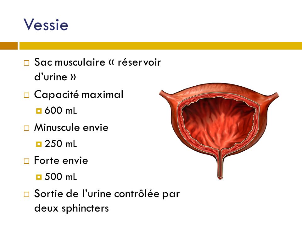 Vessie Sac musculaire « réservoir d’urine » Capacité maximal