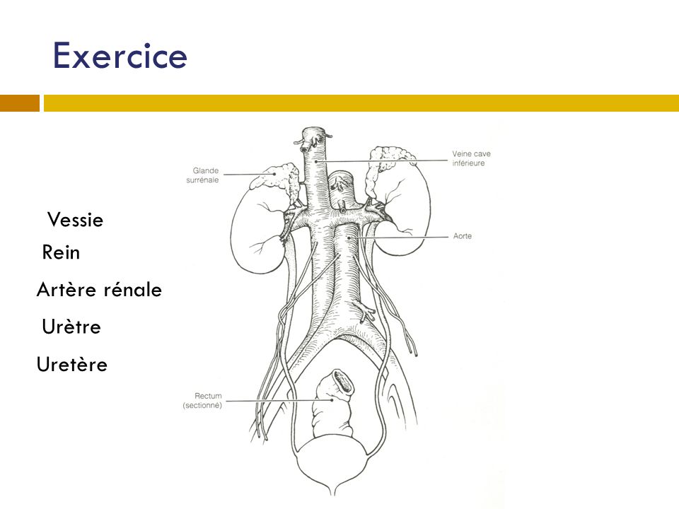 Exercice Vessie Rein Artère rénale Urètre Uretère
