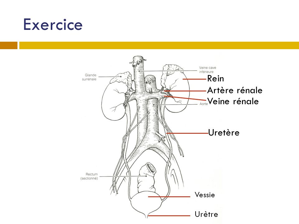 Exercice Rein Artère rénale Veine rénale Uretère Vessie Urètre