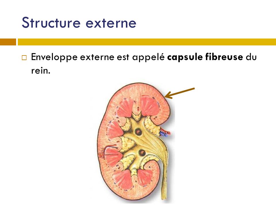 Structure externe Enveloppe externe est appelé capsule fibreuse du rein.
