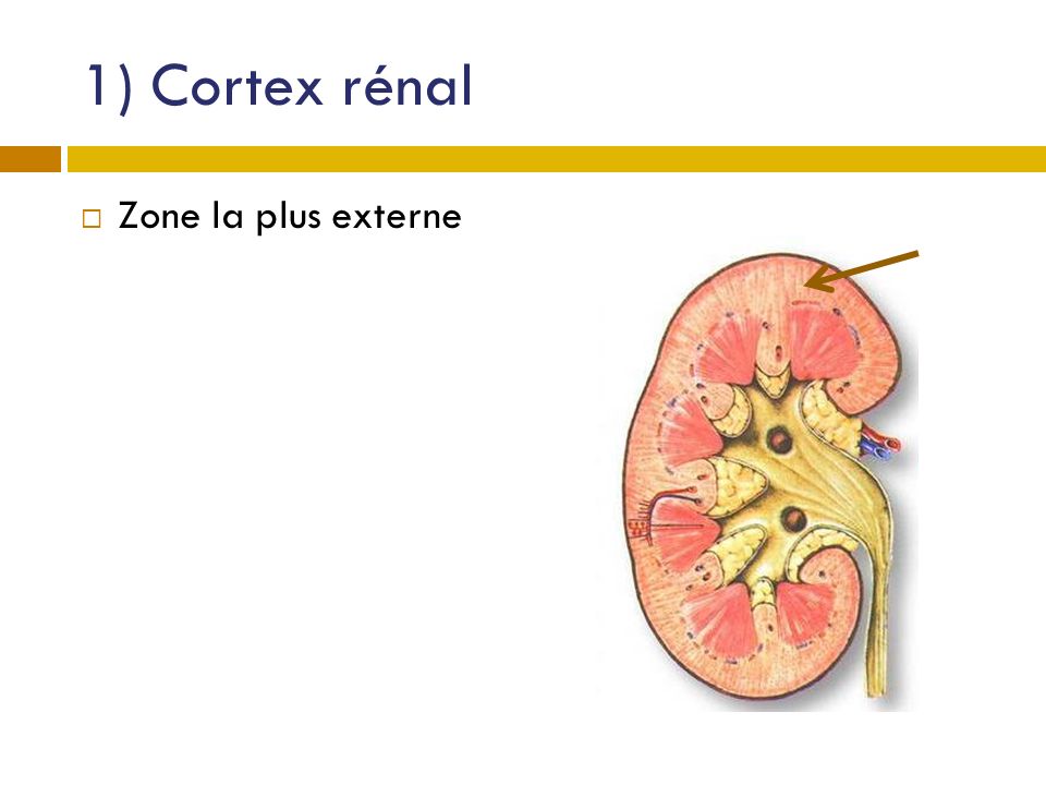 1) Cortex rénal Zone la plus externe