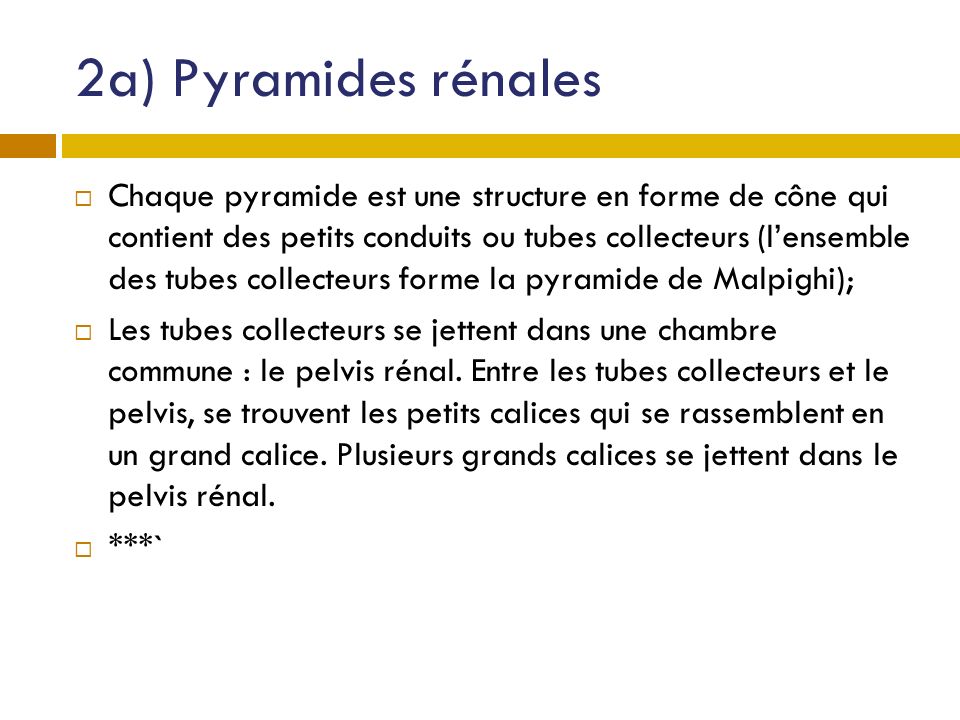 2a) Pyramides rénales