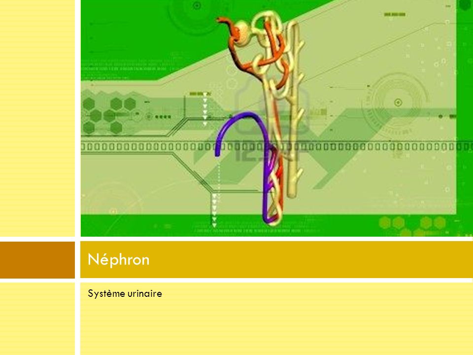 Néphron Système urinaire