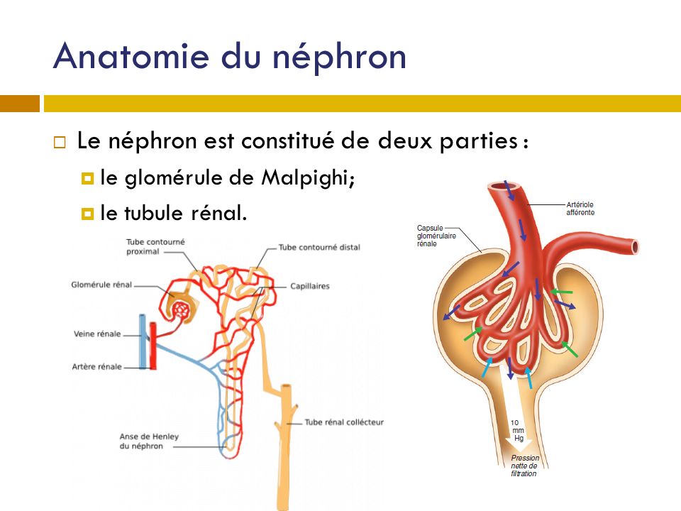 Anatomie du néphron Le néphron est constitué de deux parties :