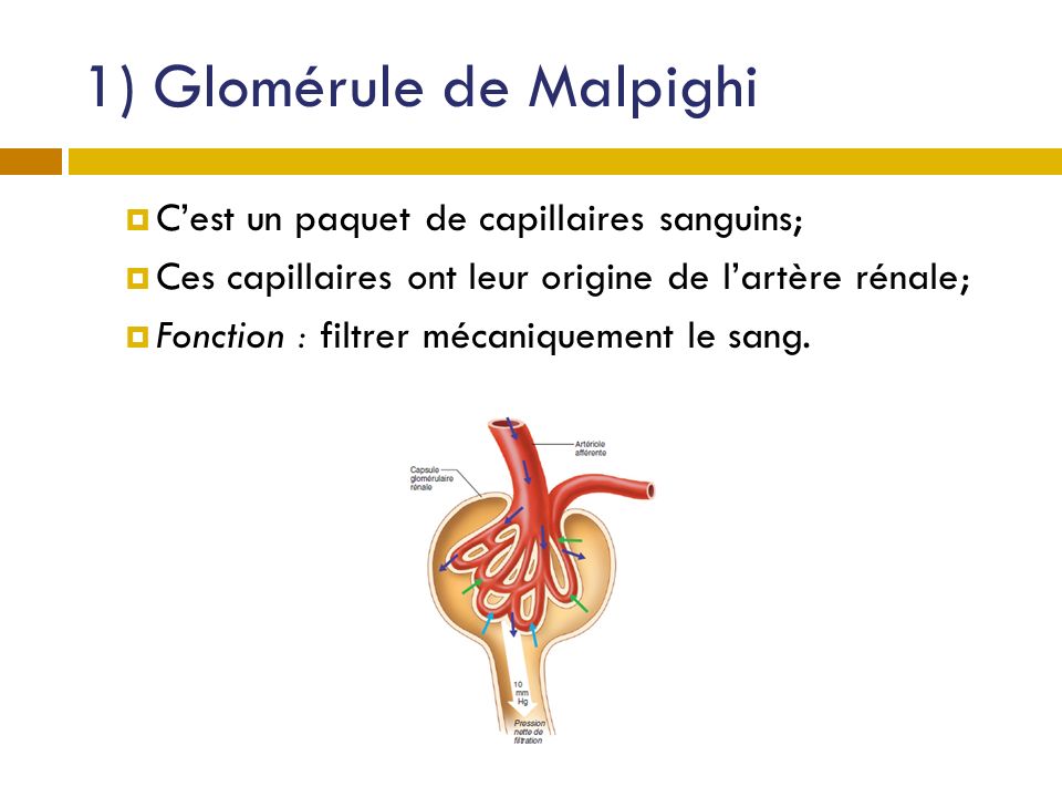 1) Glomérule de Malpighi
