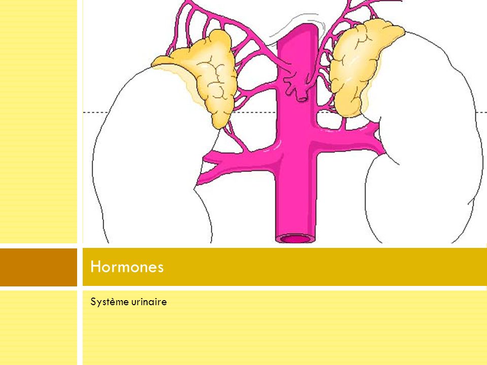 Hormones Système urinaire