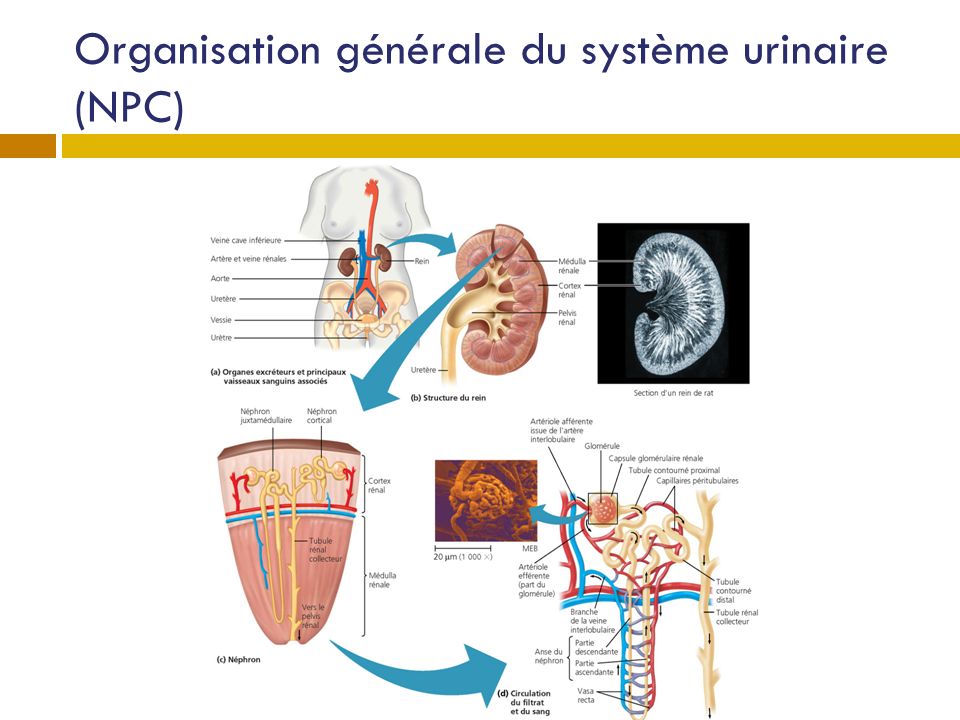 Organisation générale du système urinaire (NPC)