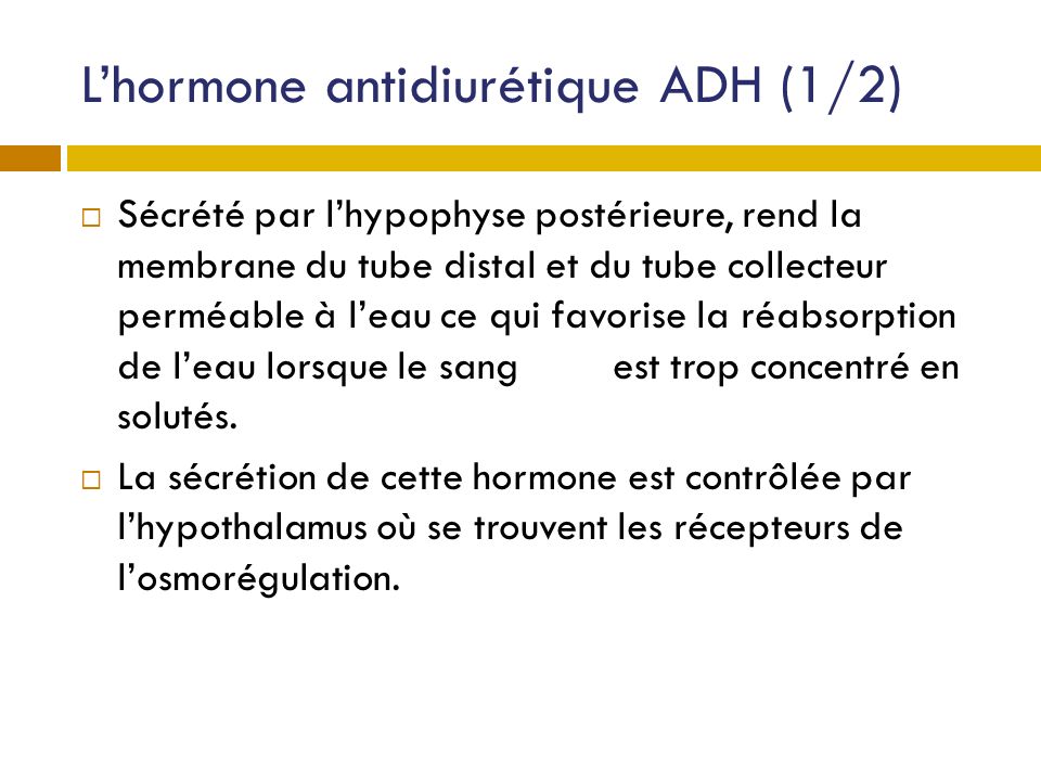 L’hormone antidiurétique ADH (1/2)