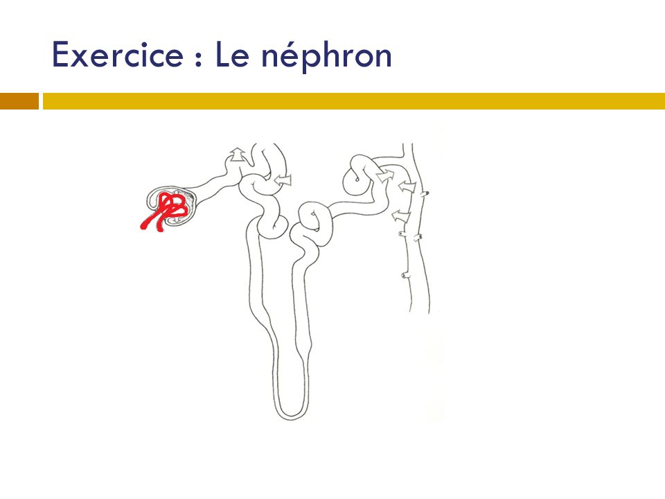 Exercice : Le néphron