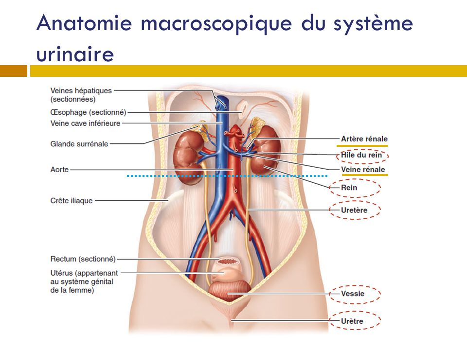 Anatomie macroscopique du système urinaire