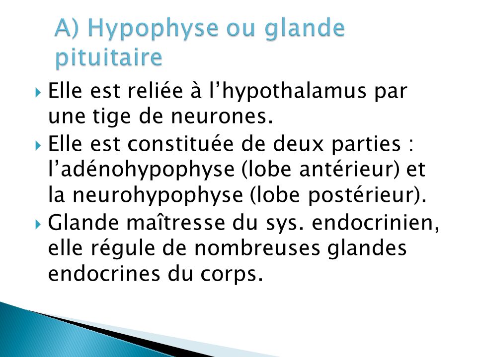 A) Hypophyse ou glande pituitaire
