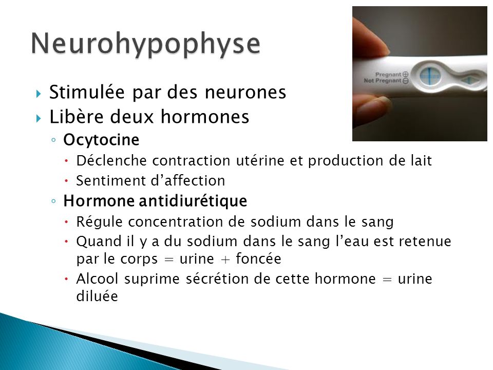 Neurohypophyse Stimulée par des neurones Libère deux hormones