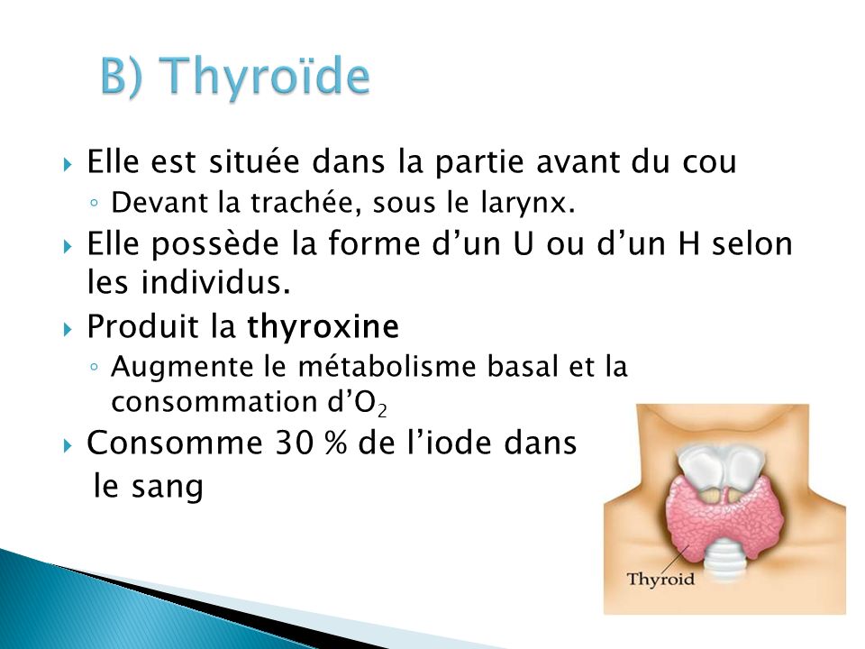 B) Thyroïde Elle est située dans la partie avant du cou