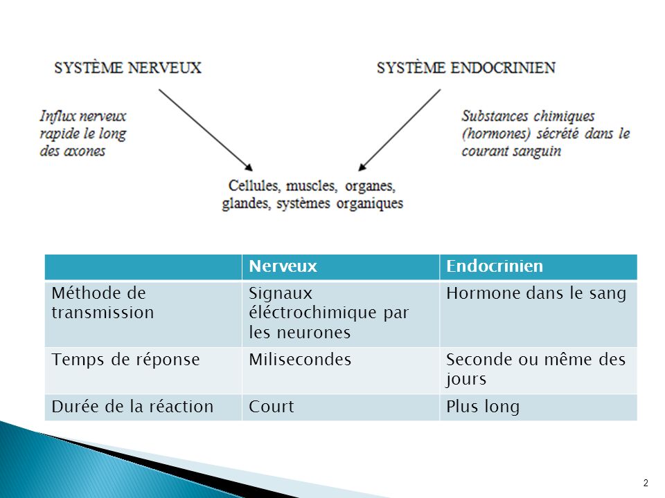 Nerveux Endocrinien. Méthode de transmission. Signaux éléctrochimique par les neurones. Hormone dans le sang.