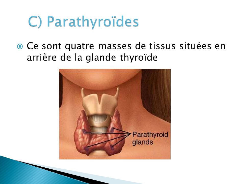 C) Parathyroïdes Ce sont quatre masses de tissus situées en arrière de la glande thyroïde