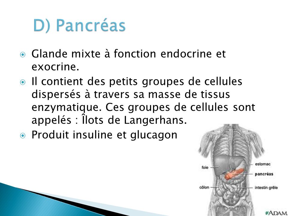 D) Pancréas Glande mixte à fonction endocrine et exocrine.