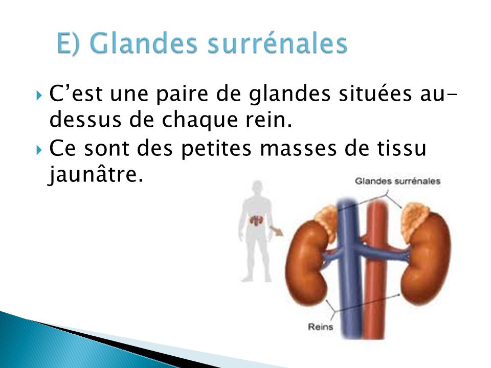E) Glandes surrénales C’est une paire de glandes situées au- dessus de chaque rein.