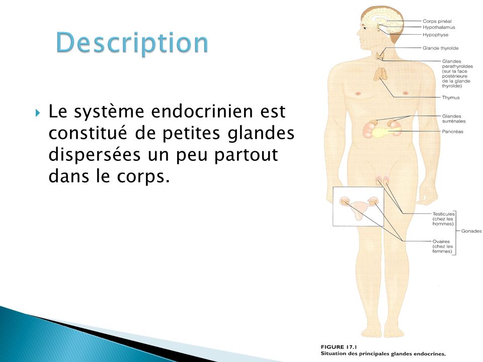Description Le système endocrinien est constitué de petites glandes dispersées un peu partout dans le corps.