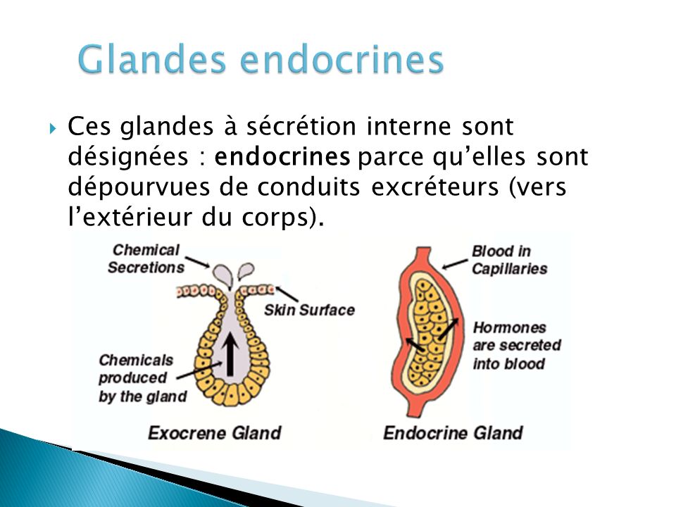 Glandes endocrines