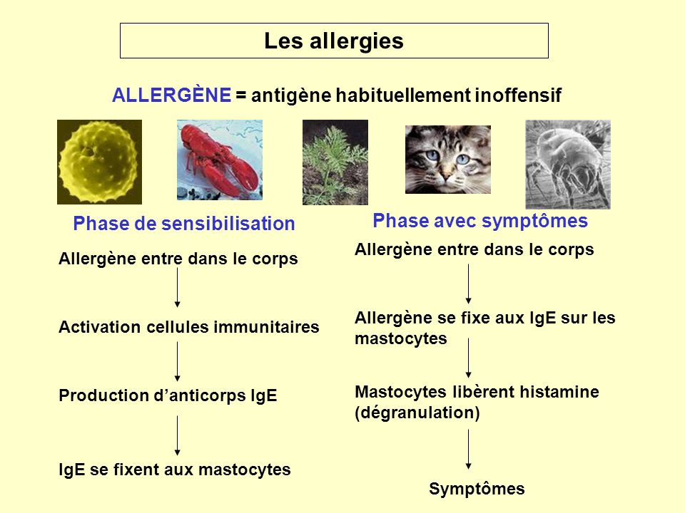 ALLERGÈNE = antigène habituellement inoffensif