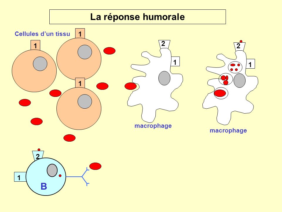 La réponse humorale B Cellules d’un tissu macrophage
