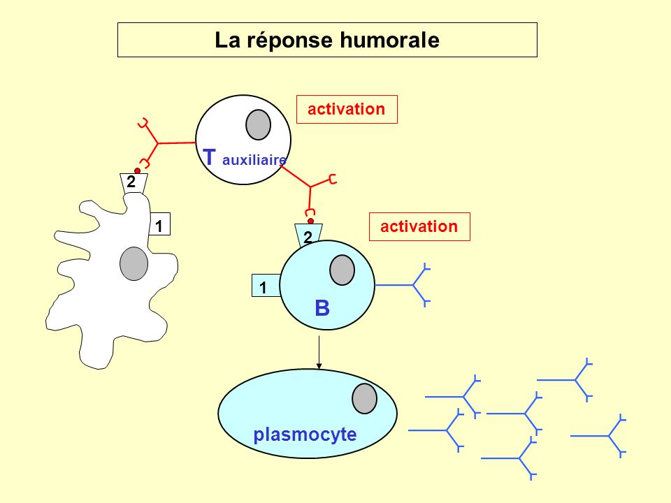 La réponse humorale T auxiliaire B plasmocyte activation 1 2