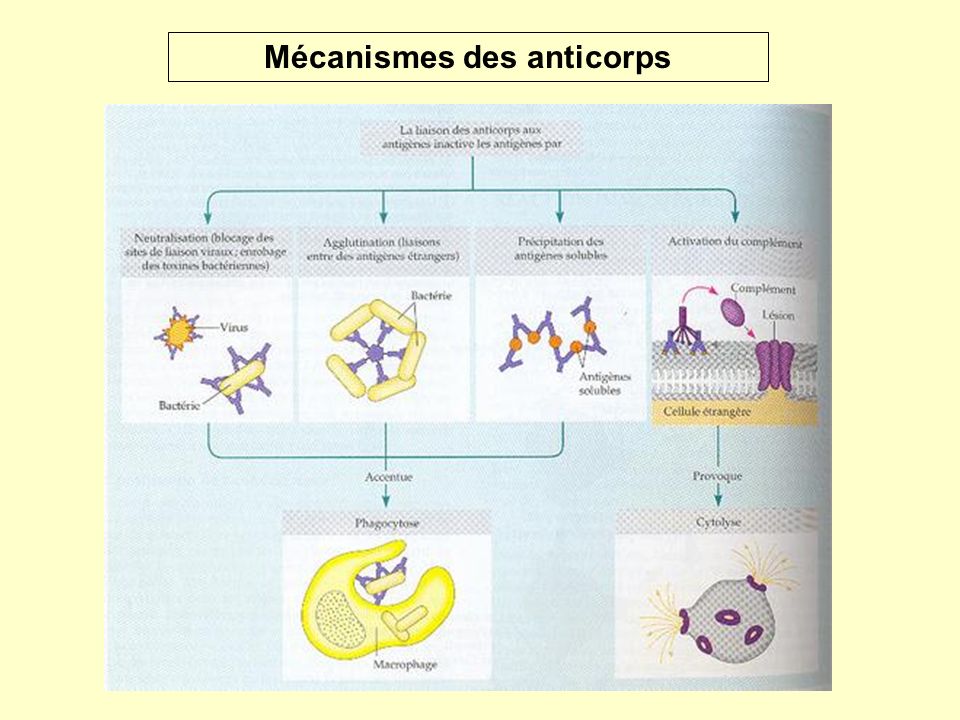 Mécanismes des anticorps