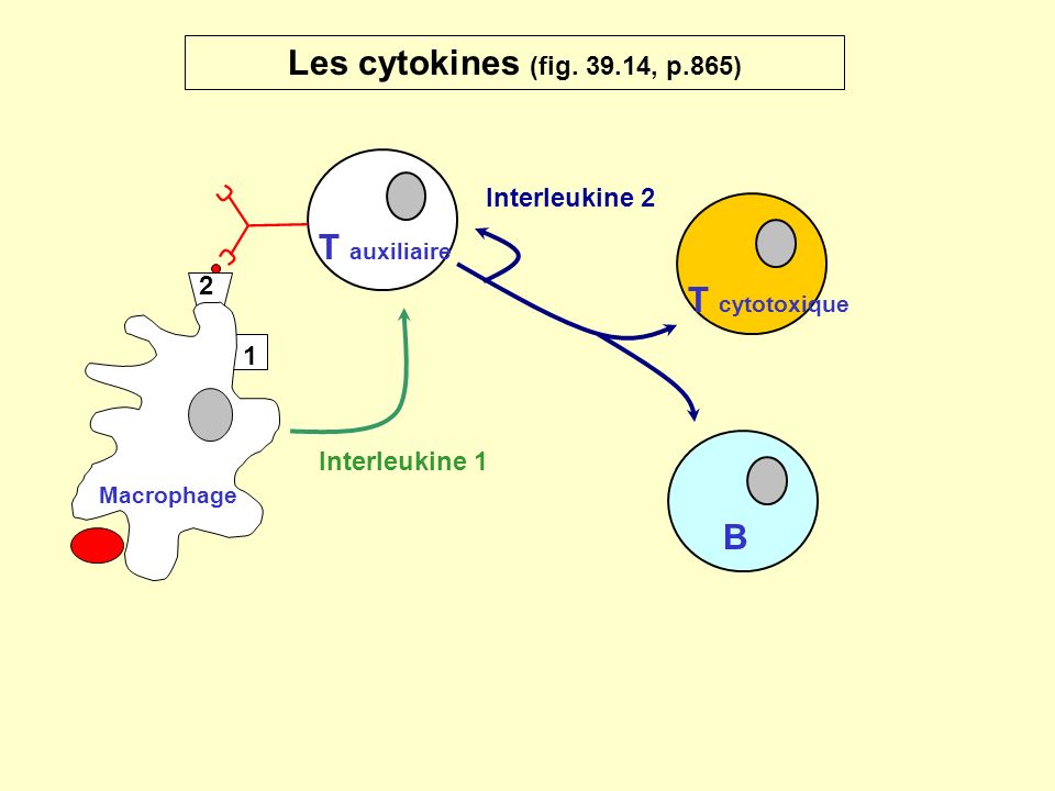Les cytokines (fig , p.865) T auxiliaire T cytotoxique B