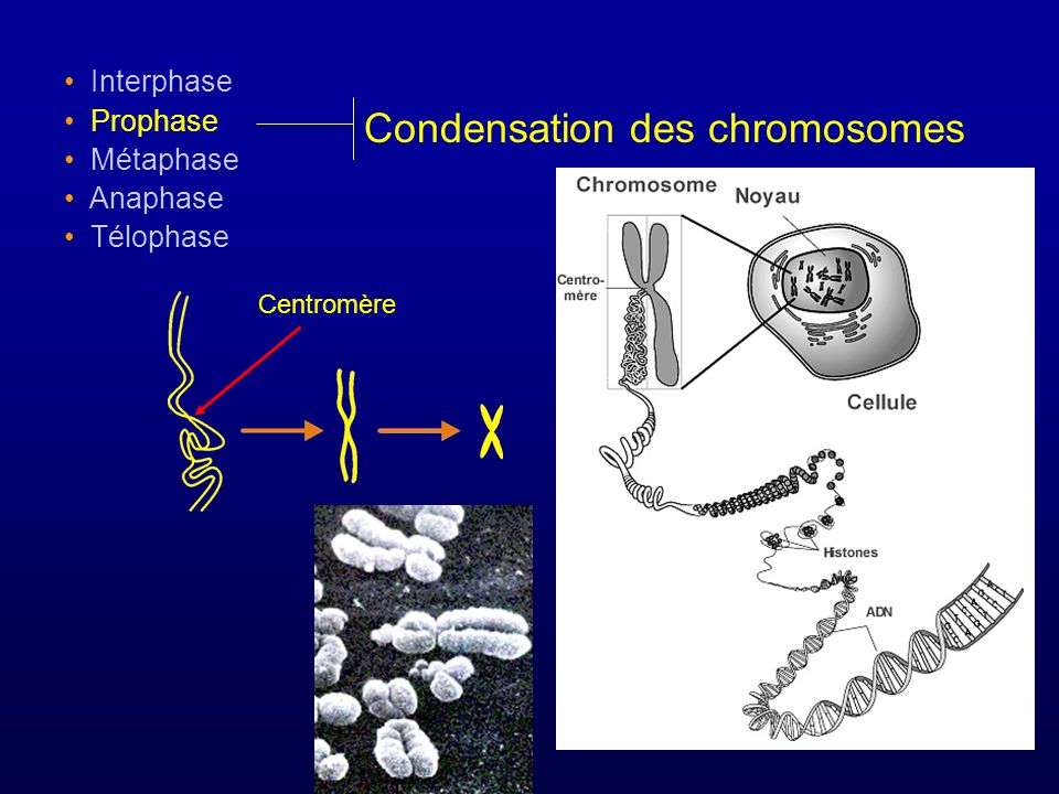 Condensation des chromosomes