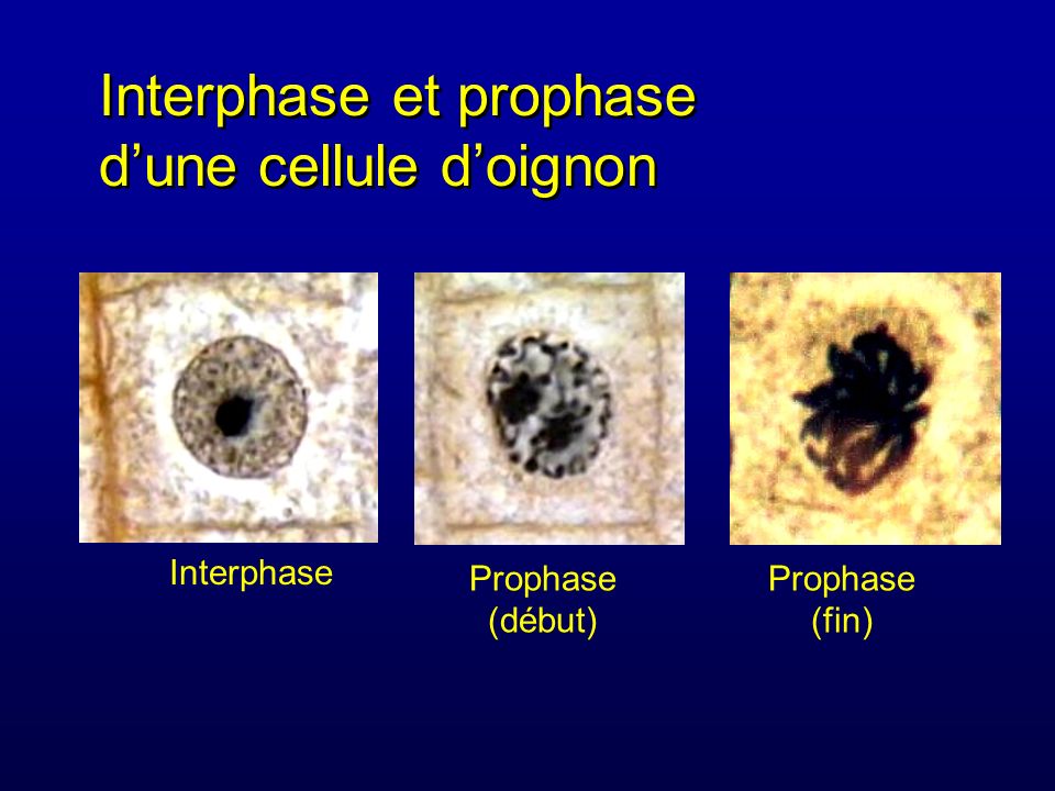 Interphase et prophase d’une cellule d’oignon