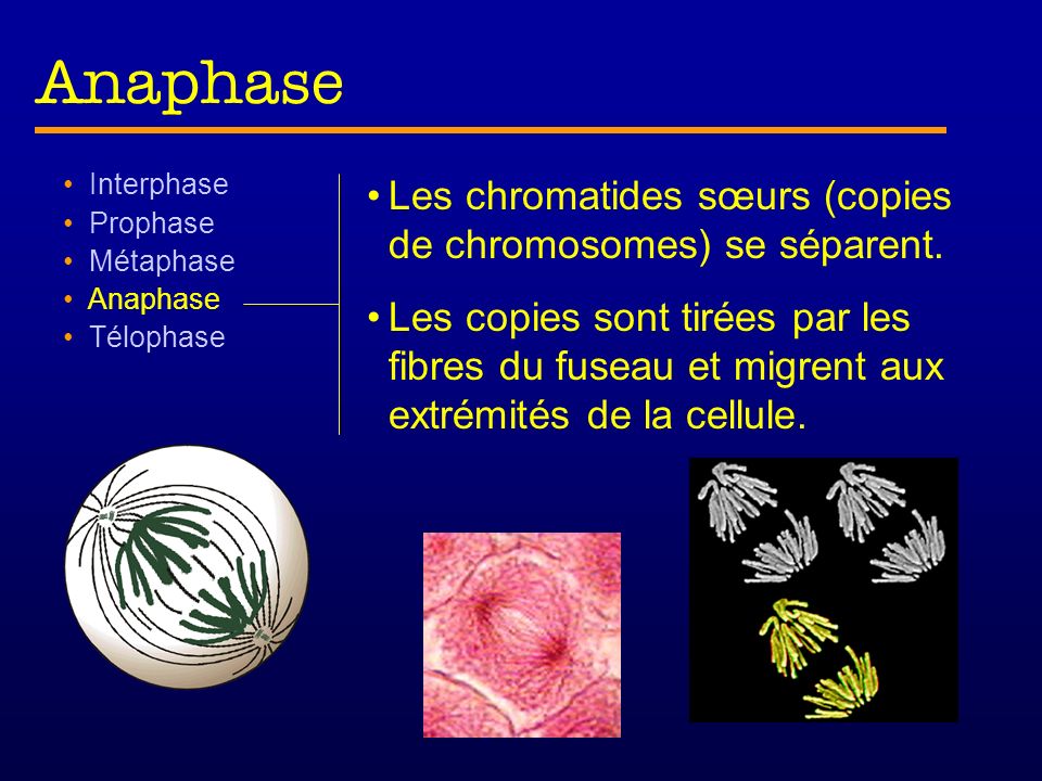 Anaphase Les chromatides sœurs (copies de chromosomes) se séparent.