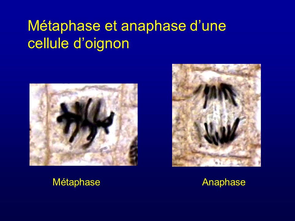 Métaphase et anaphase d’une cellule d’oignon