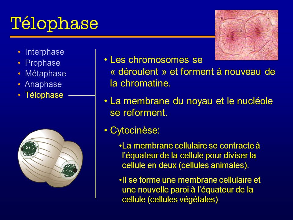 Télophase Interphase. Prophase. Métaphase. Anaphase. Télophase. Les chromosomes se « déroulent » et forment à nouveau de la chromatine.