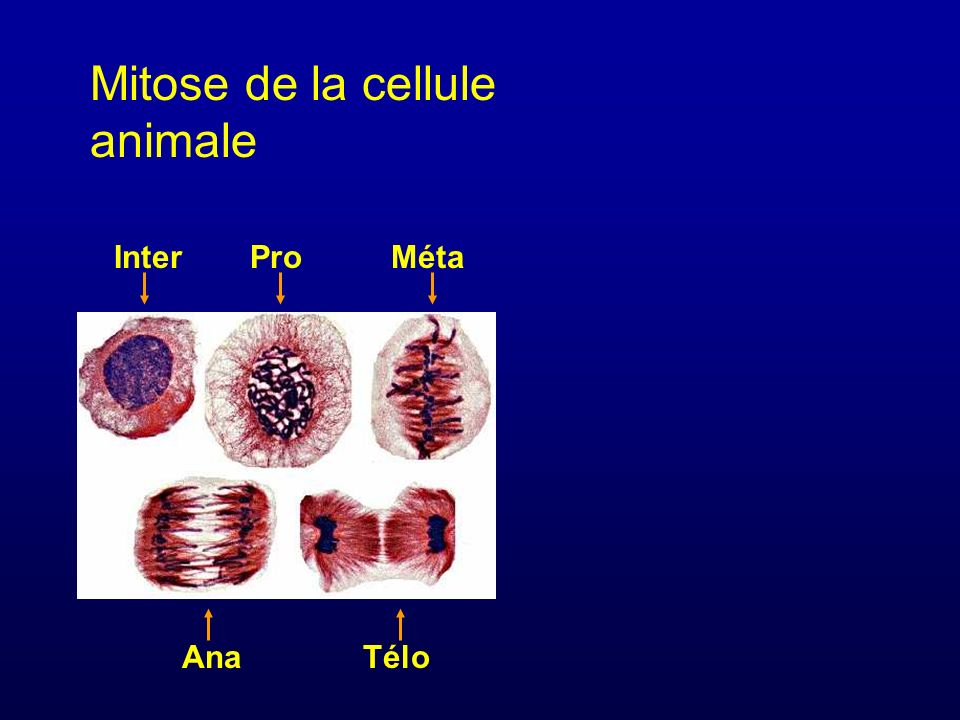Mitose de la cellule animale Inter Pro Méta Ana Télo