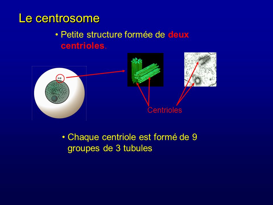Le centrosome Petite structure formée de deux centrioles.