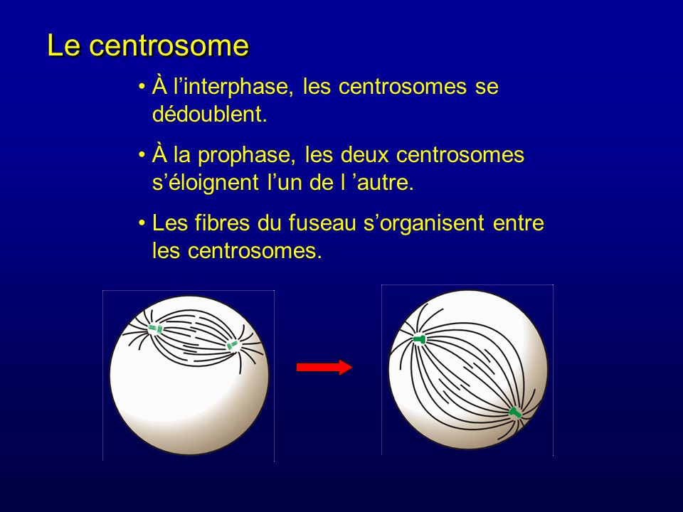 Le centrosome À l’interphase, les centrosomes se dédoublent.