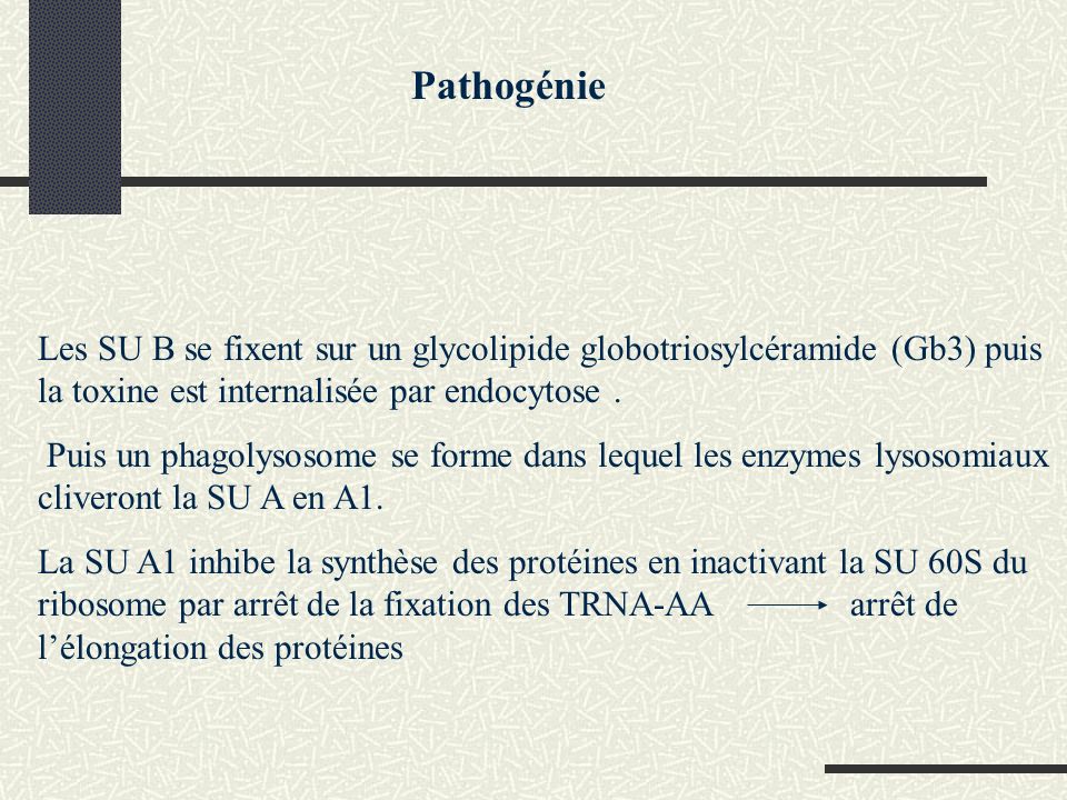 Pathogénie Les SU B se fixent sur un glycolipide globotriosylcéramide (Gb3) puis la toxine est internalisée par endocytose .