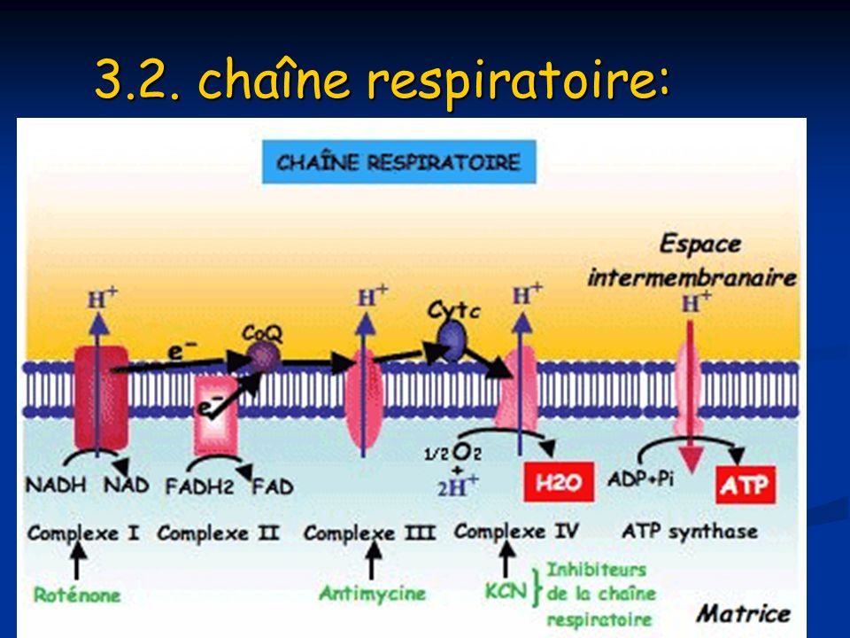3.2. chaîne respiratoire: