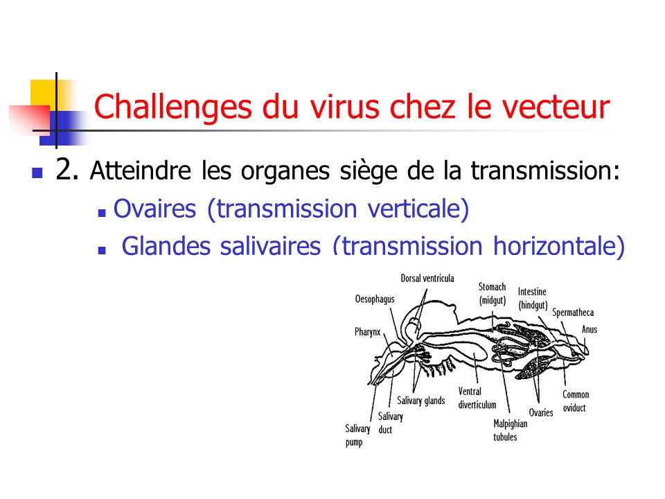 les moustiques  morphologie  biologie et r u00f4le vecteur