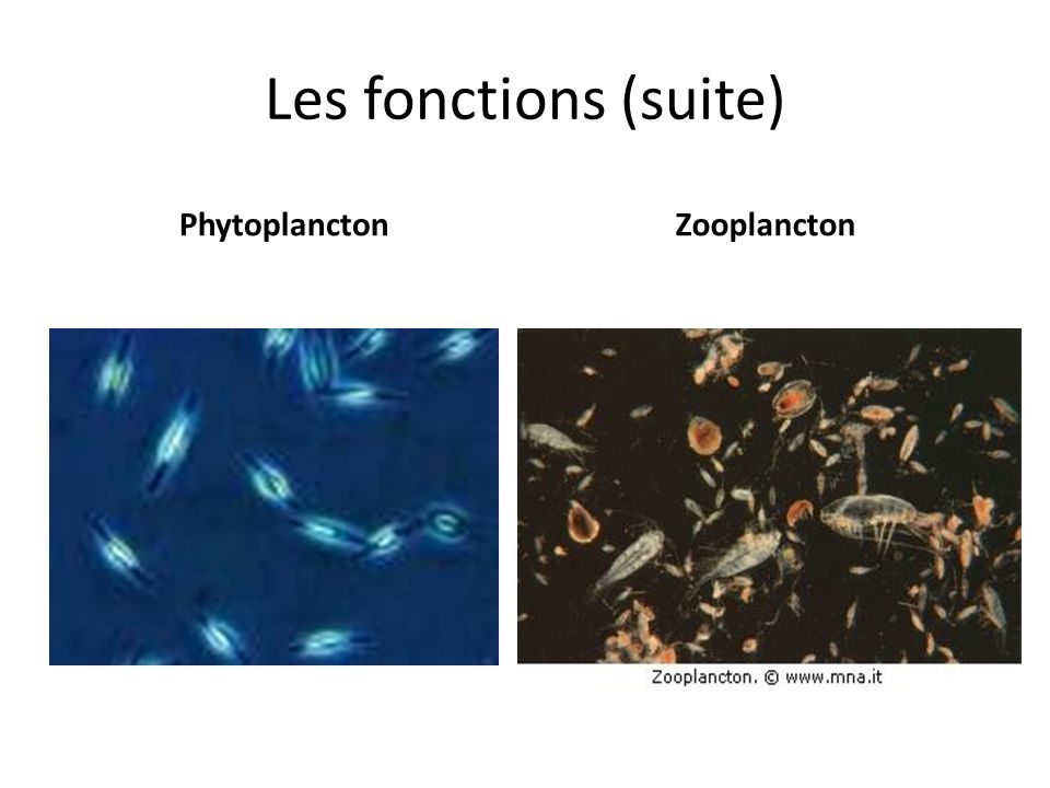 Les fonctions (suite) Phytoplancton Zooplancton