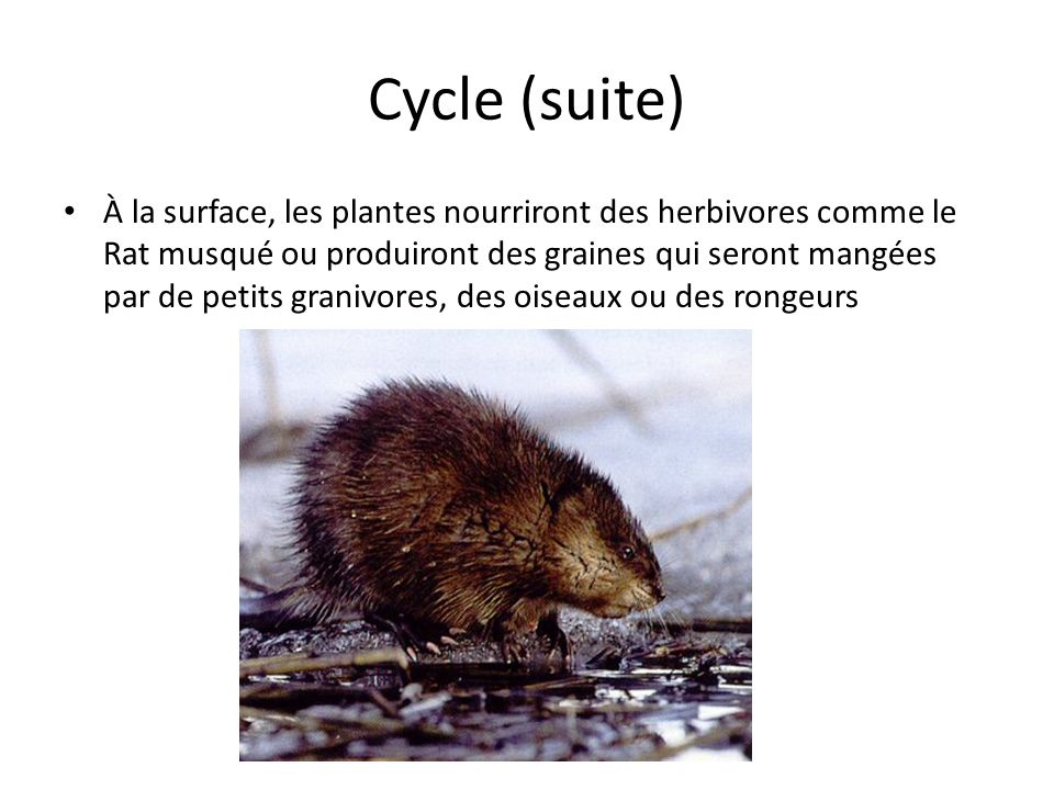 Cycle (suite)